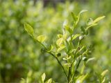 Vaccinium myrtillus