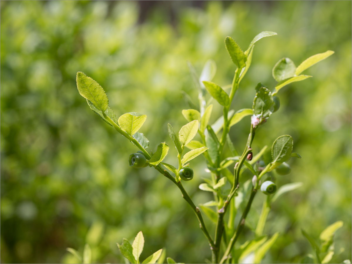 Image of Vaccinium myrtillus specimen.