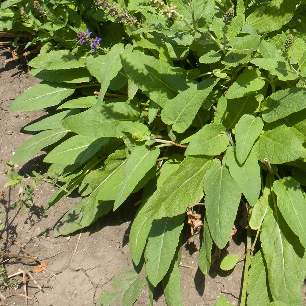 Image of Salvia nemorosa specimen.