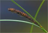 Carex acuta