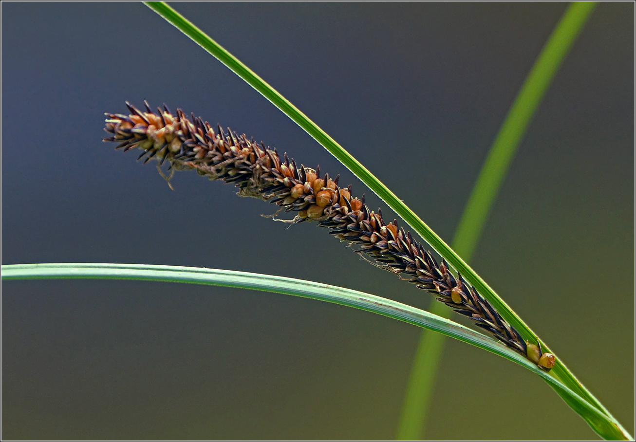 Изображение особи Carex acuta.