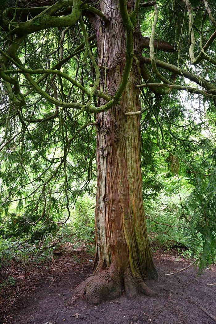 Image of Thuja plicata specimen.