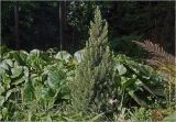 Picea glauca. Молодое растение. Московская обл., Раменский р-н, окр. дер. Хрипань, садовый участок. 16.08.2025.