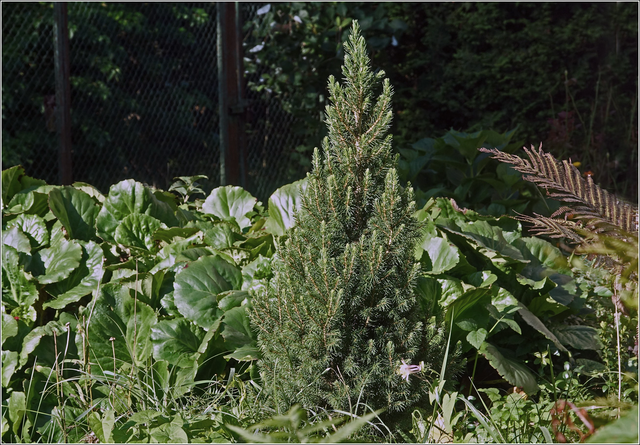 Изображение особи Picea glauca.