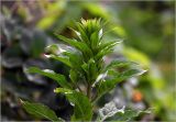 Oenothera rubricaulis. Верхушка развивающегося побега. Московская обл., Раменский р-н, окр. дер. Хрипань, садовый участок. 06.07.2025.