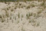 Festuca sabulosa. Заросль плодоносящих растений. Ленинградская обл., Кингисеппский р-н, окр. дер. Выбье, песчаный береговой вал, тыльная сторона гребня. 13.07.2025.