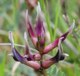 Astragalus monspessulanus
