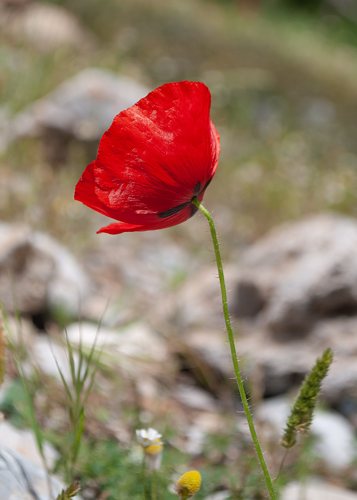 Image of Papaver rhoeas specimen.