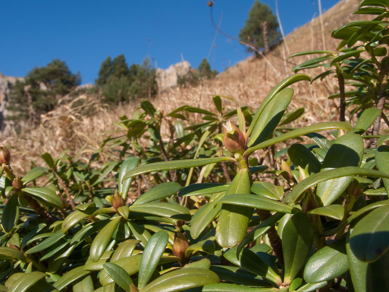 Image of Daphne circassica specimen.