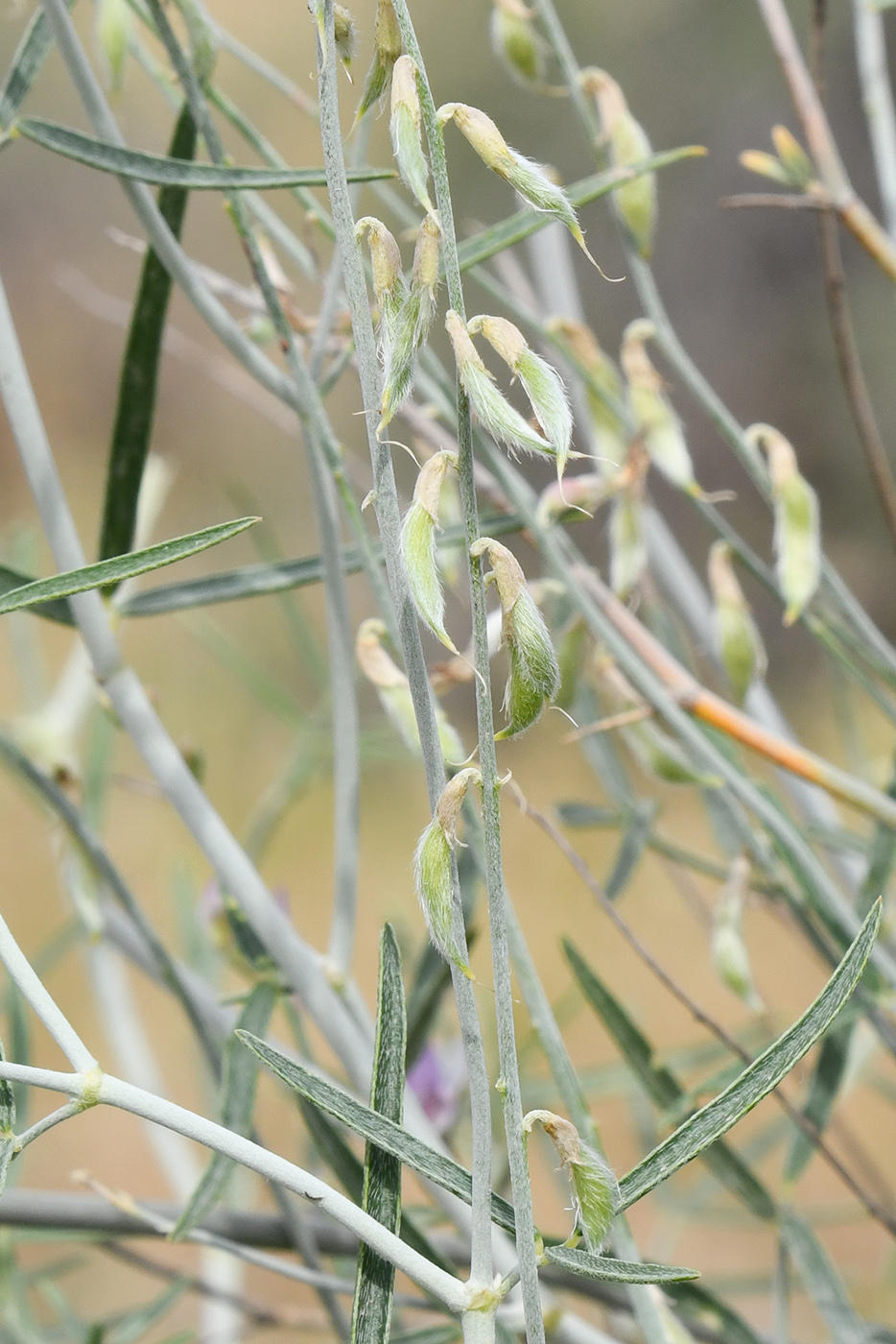 Image of Astragalus excedens specimen.