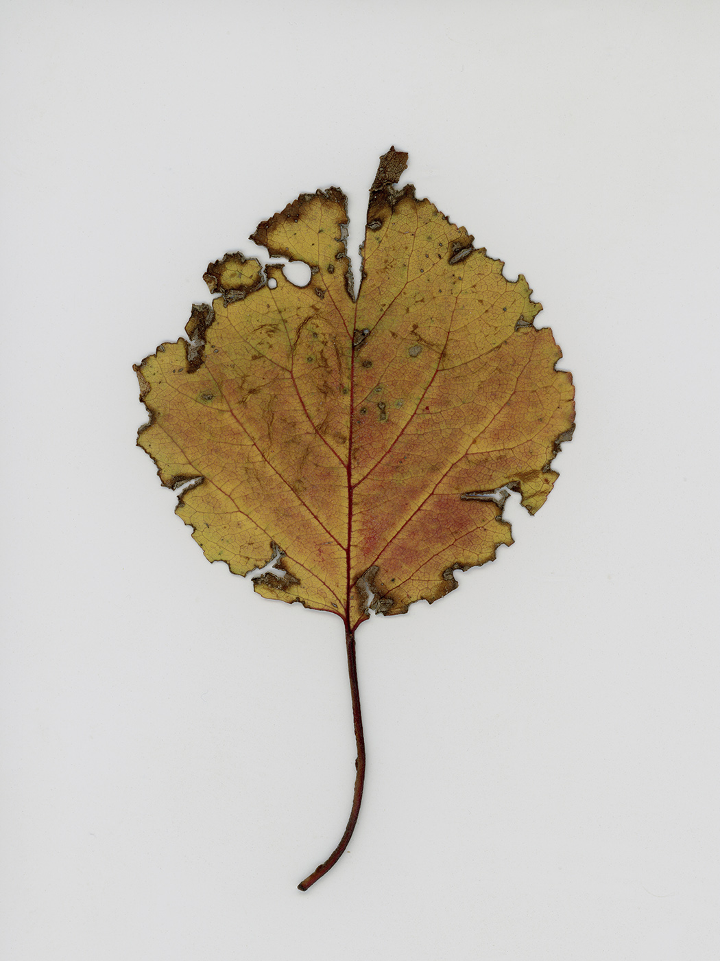 Изображение особи Armeniaca vulgaris.