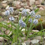 Pseudomuscari coeleste. Цветущие растения. Санкт-Петербург, Ботанический сад Петра Великого БИН РАН, в культуре. 25.04.2025.