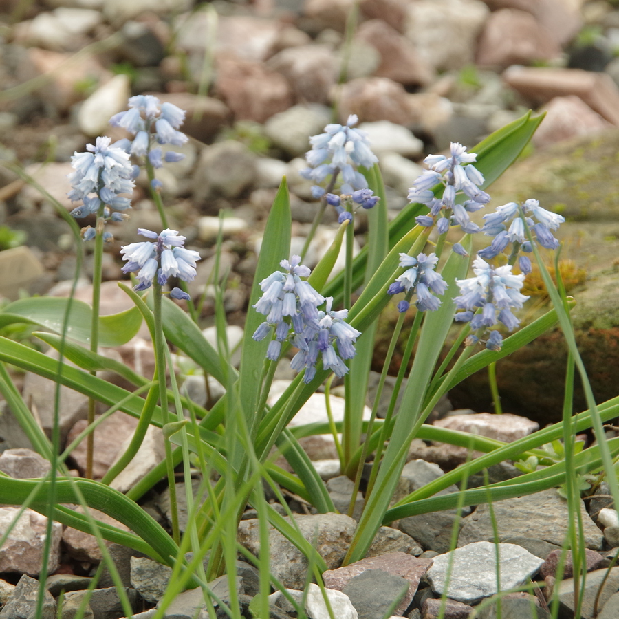 Изображение особи Pseudomuscari coeleste.