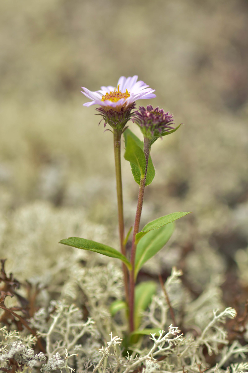 Изображение особи Aster sibiricus.