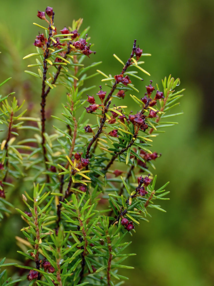 Изображение особи Erica platycodon.
