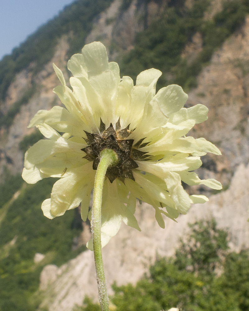 Изображение особи Cephalaria balkharica.