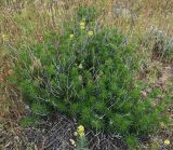 unknown species. Вегетирующее растение, в центре куртины растёт гулявник Лёзеля(Sisymbrium loeselii). Калмыкия, Черноземельский р-н, Меклетинский государственный природный заказник, степь. 02.05.2025.