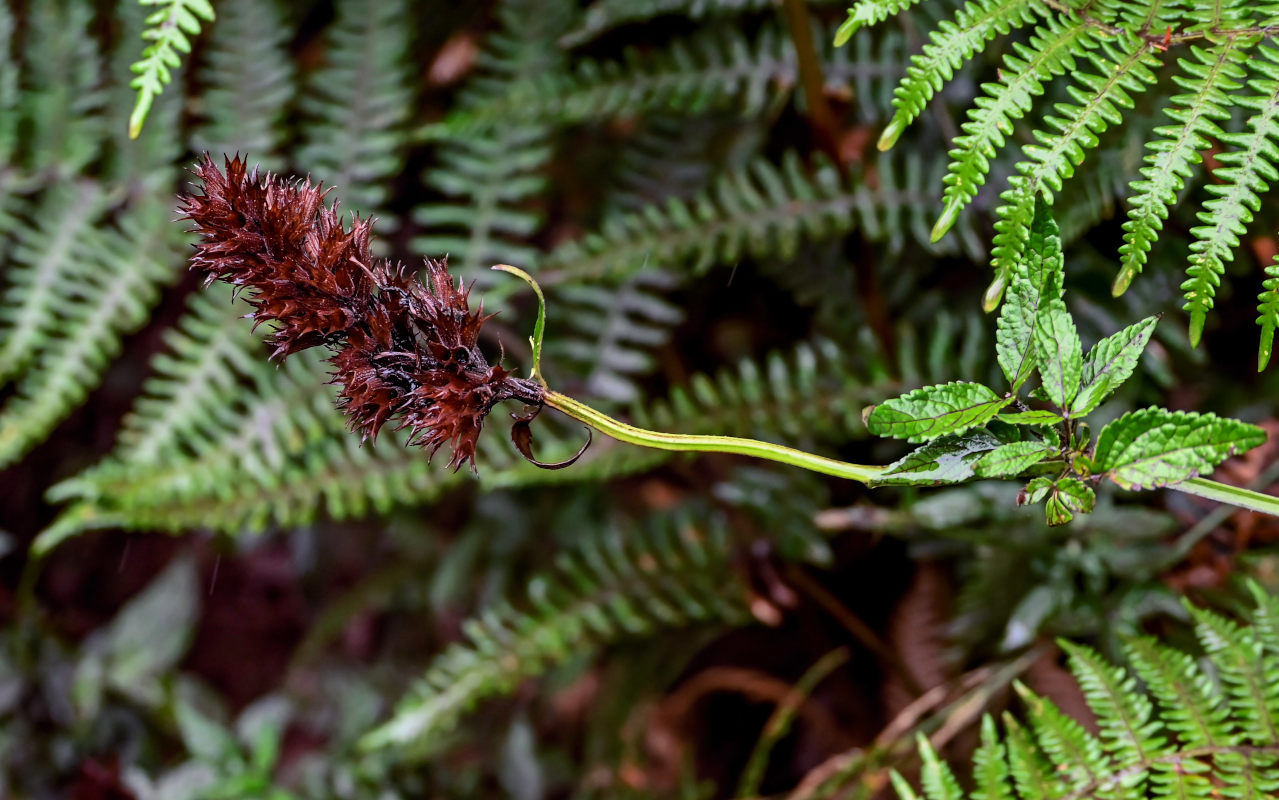 Изображение особи род Cedronella.