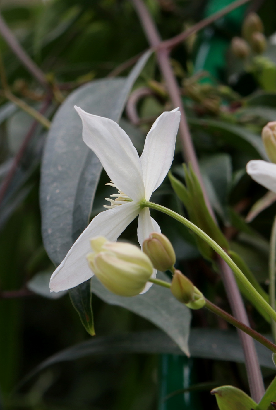 Image of Clematis armandii specimen.