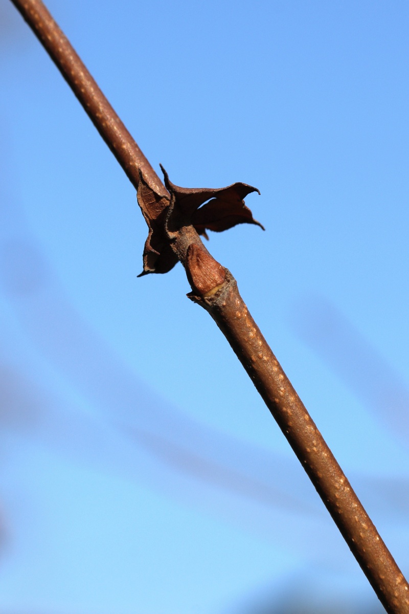 Image of Platanus occidentalis specimen.