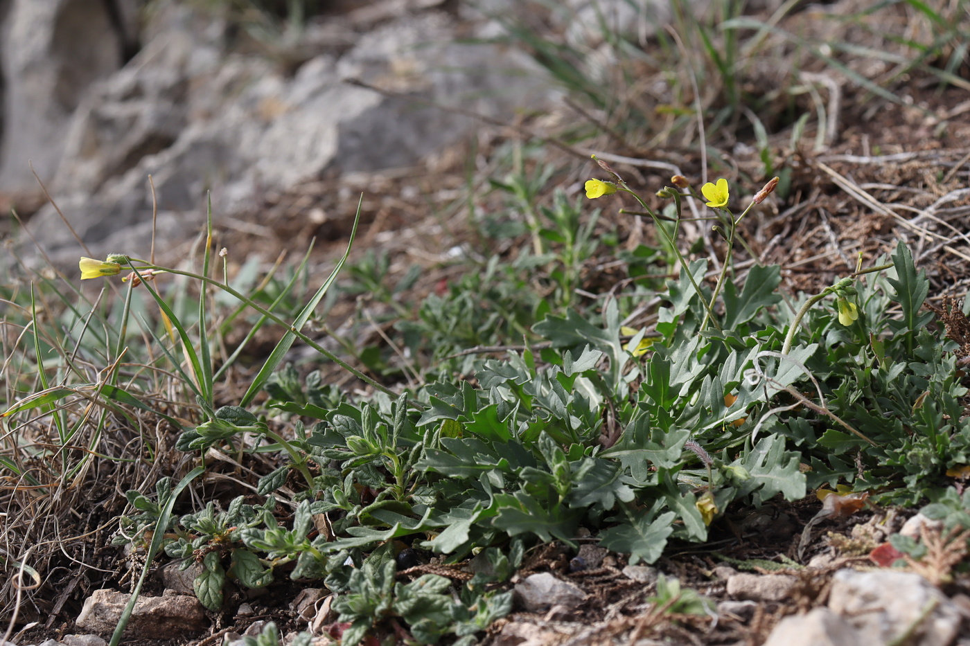 Изображение особи Diplotaxis muralis.