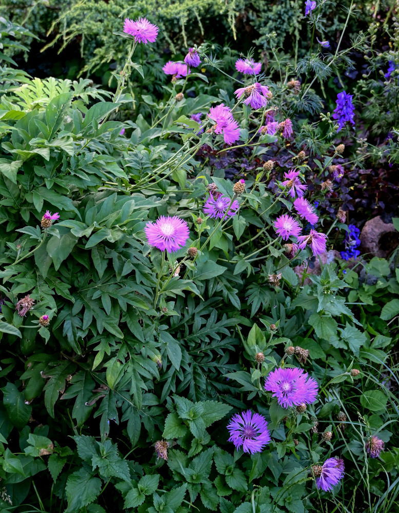 Изображение особи Psephellus dealbatus.