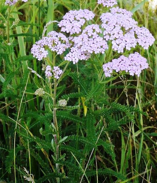 Image of Achillea millefolium specimen.