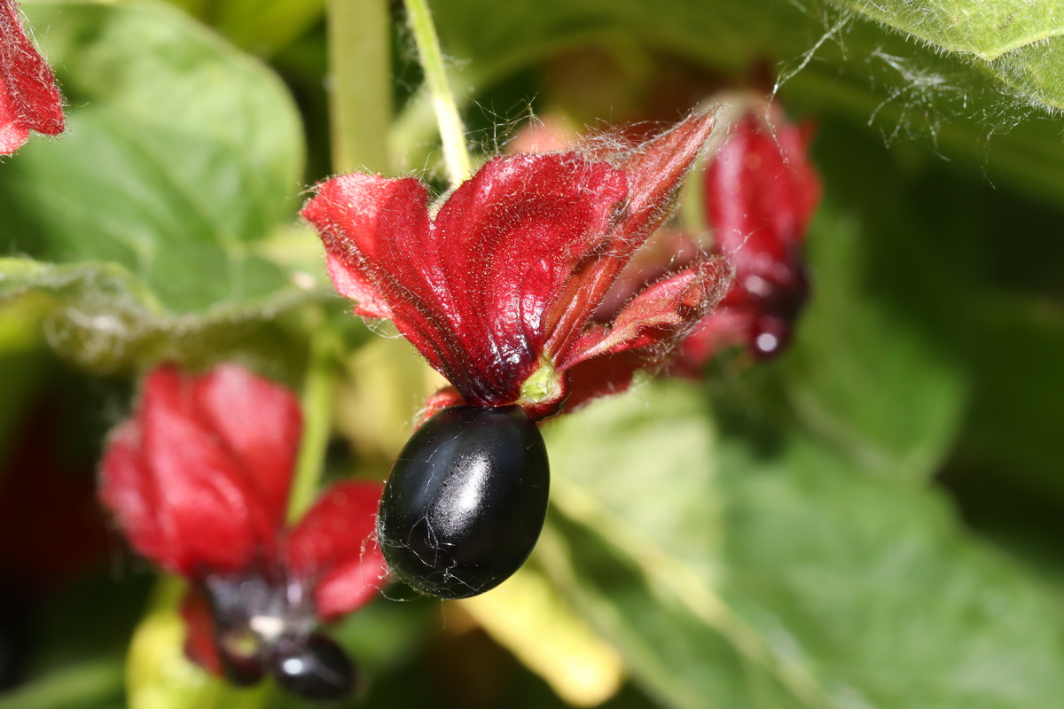 Изображение особи Lonicera involucrata var. ledebourii.