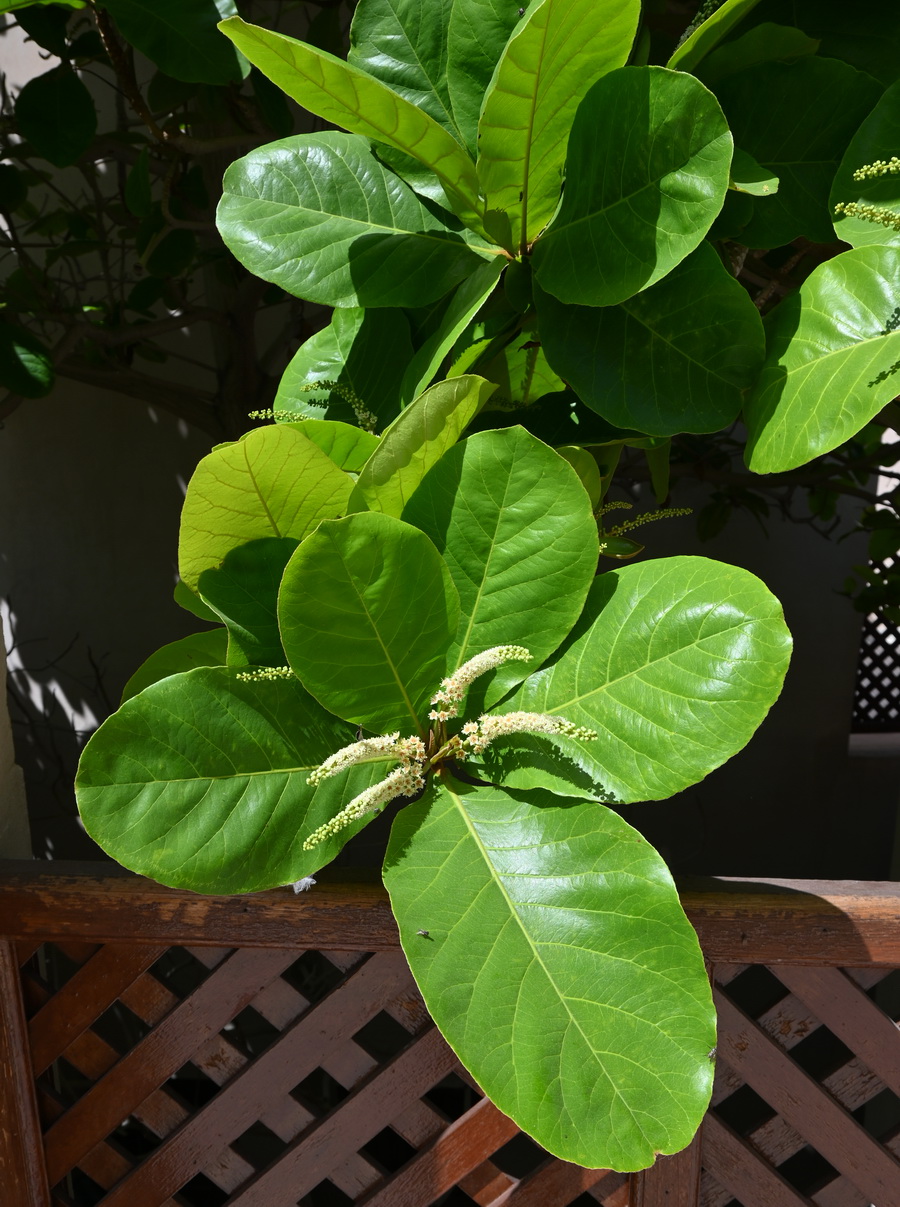 Изображение особи Terminalia catappa.