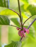 Cerasus sachalinensis. Побег с листьями, растущий из прицветника. Приморский край, хр. Тимпур (Береговой), скала. 13.05.2026.
