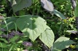 род Catalpa. Лист. Приморский край, г. Владивосток, о. Русский, кампус ДВФУ, в культуре. 28.06.2024.