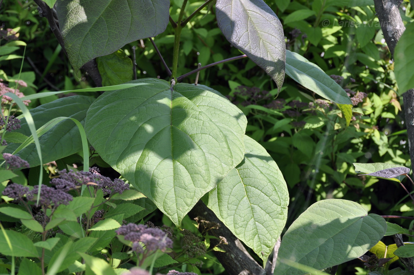 Изображение особи род Catalpa.