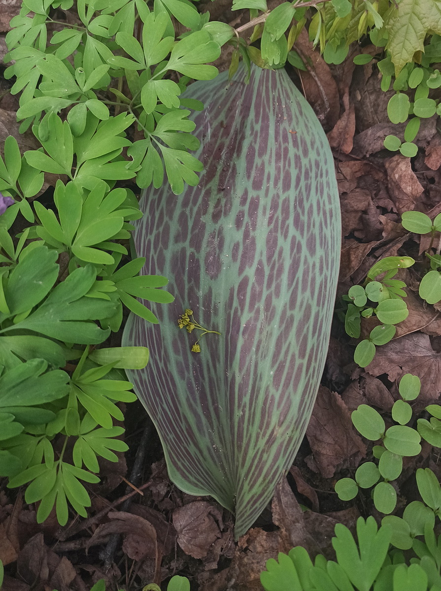 Image of genus Tulipa specimen.