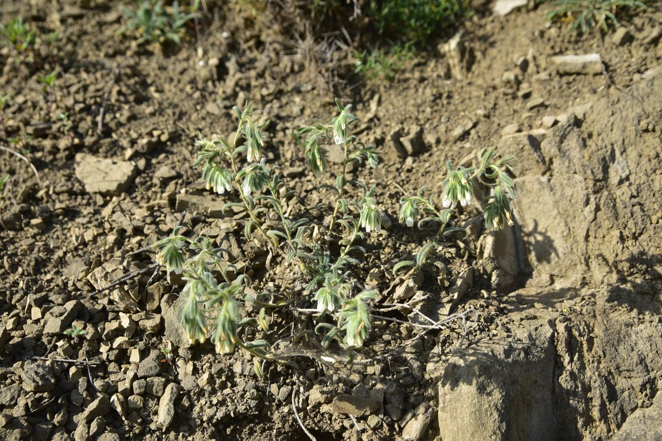Image of genus Onosma specimen.