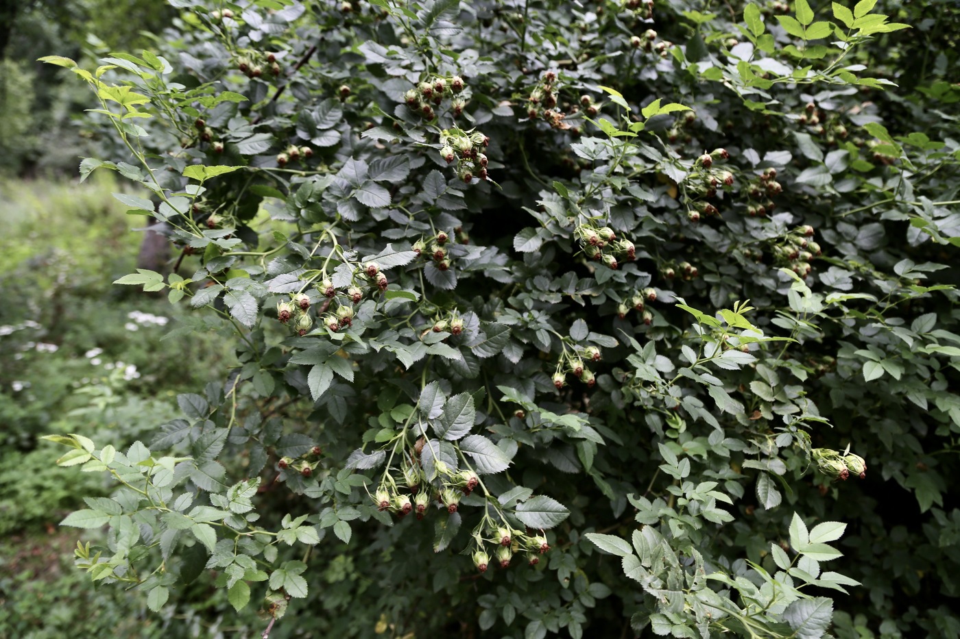 Image of Rosa laxa specimen.