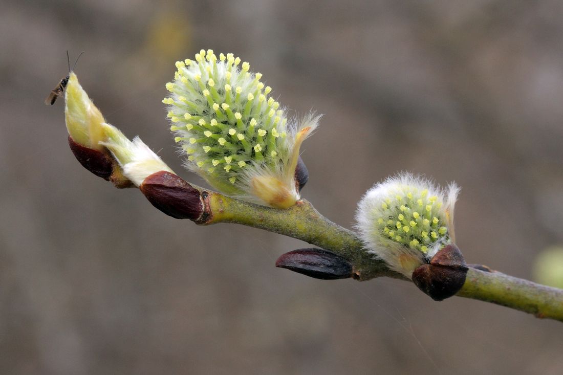 Image of Salix caprea specimen.