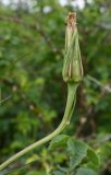 род Tragopogon. Отцветшее соцветие. Тульская обл., Богородицкий р-н, пос. Товарковский, склон оврага южной экспозиции, луг. 31.05.2026.