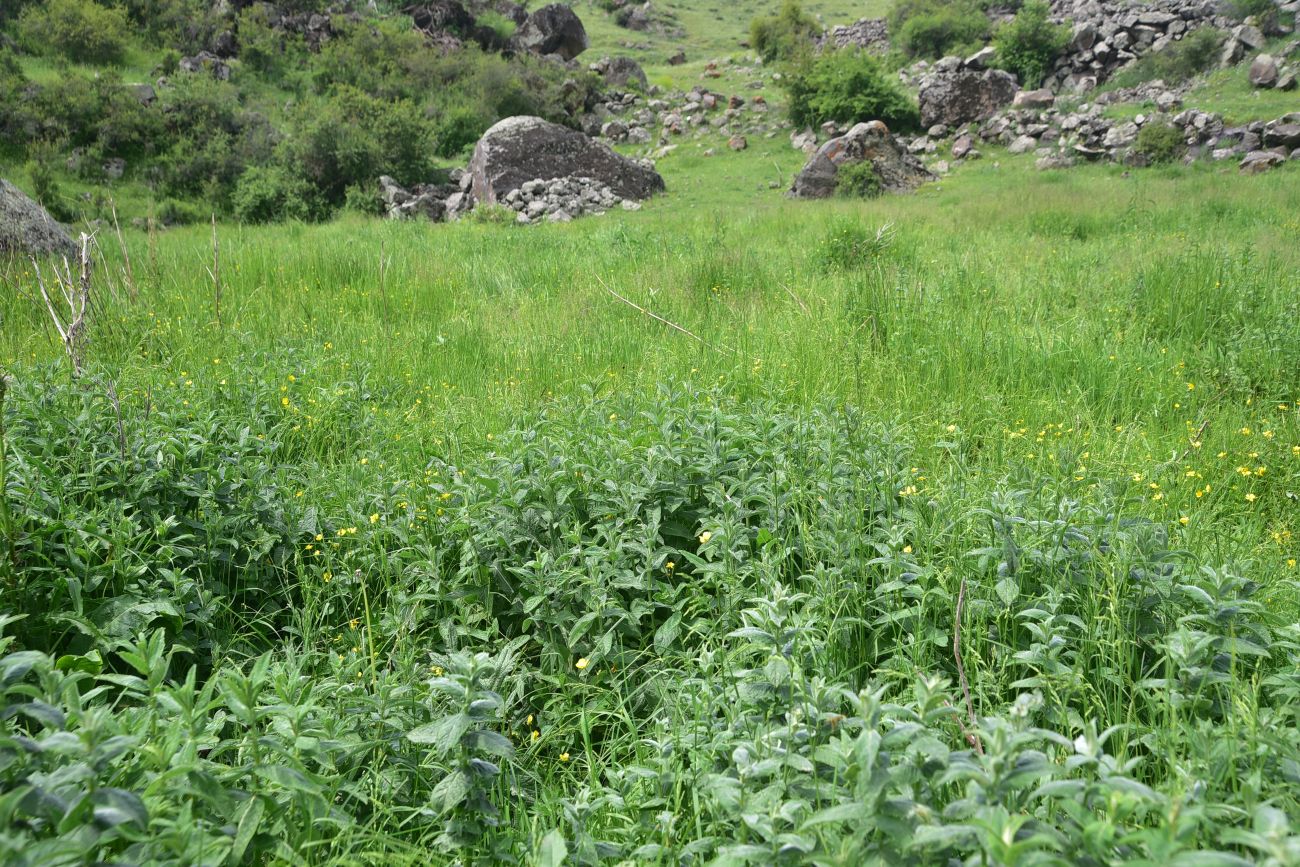 Image of Mentha longifolia specimen.