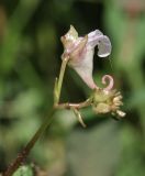 Impatiens furcillata. Верхушка побега с цветком (вид со стороны чашечки). Приморский край, Шкотовский р-н, окр. с. Новонежино, сырой луг. 08.08.2026.