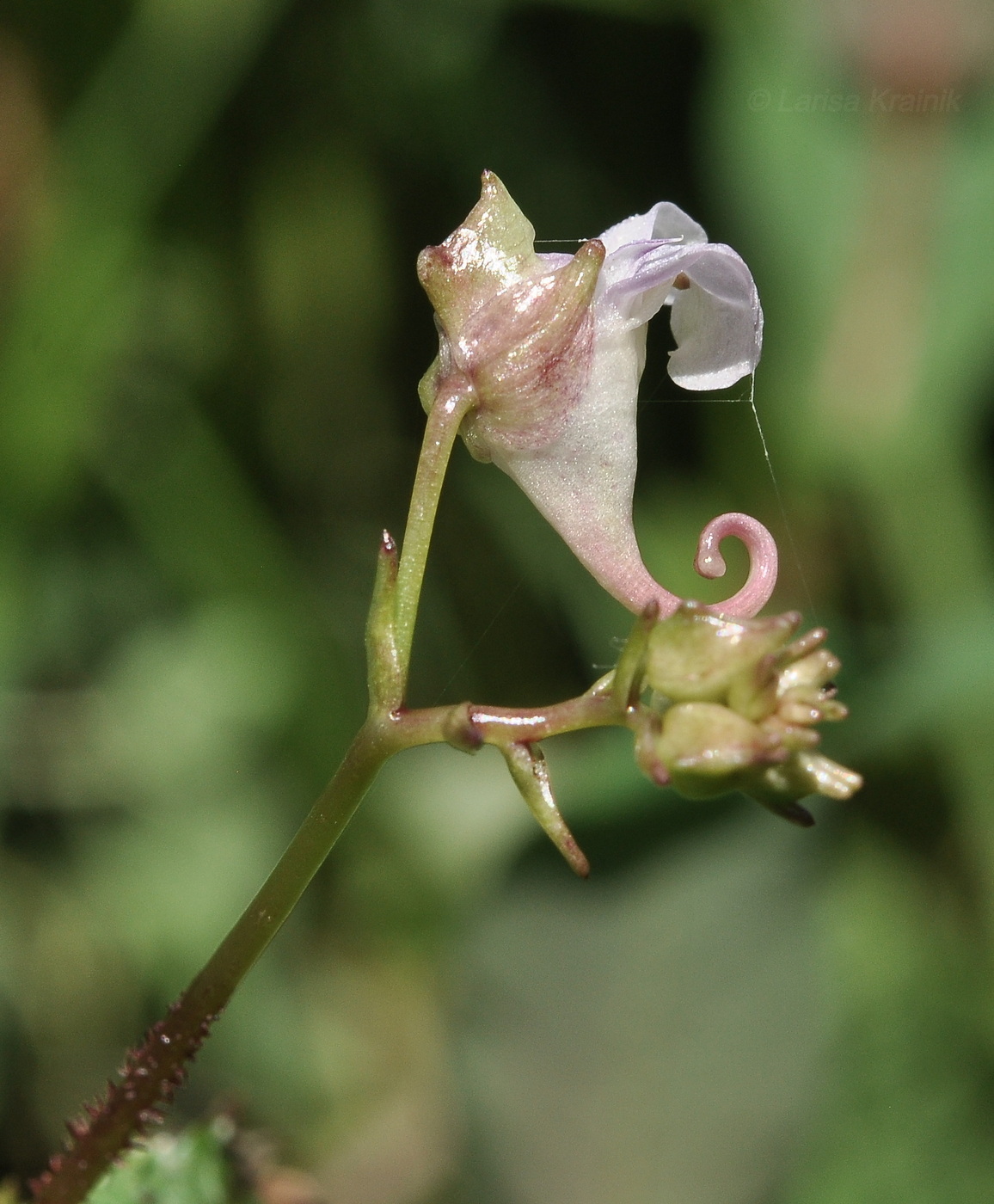 Image of Impatiens furcillata specimen.