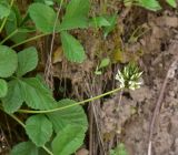 unknown species. Верхушка побега с соцветием. Турция, ил Артвин, окр. дер. Кашикли, обрывистый склон в лесу. 12 июня 2026 г.