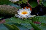 Nymphaea candida. Цветок с питающейся тлёй. Московская обл., Раменский р-н, окр. дер. Хрипань, садовый участок. 10.07.2026.