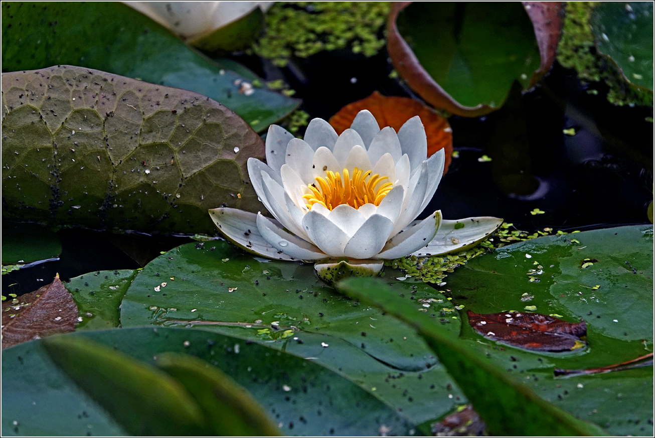Image of Nymphaea candida specimen.