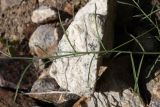 genus Linaria. Часть побега. Таджикистан, Горно-Бадахшанская автономная обл., Ишкашимский р-н, окр. кишлака Гармчашма, дол. р. Гармчашма, ≈ 2600 м н.у.м., каменистая осыпь. 2 июля 2026 г.