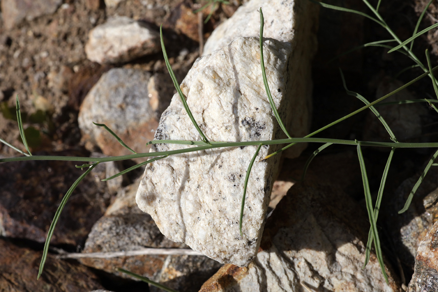 Изображение особи род Linaria.