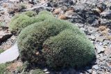 Acantholimon tataricum. Вегетирующее растение. Узбекистан, Джизакская обл., хр. Нуратау, гора Койташ, басс. р. Нарвансая, верховья Нарвансая, окр. урочища Саритал., ок. 1570 м н.у.м. 14.05.2025.