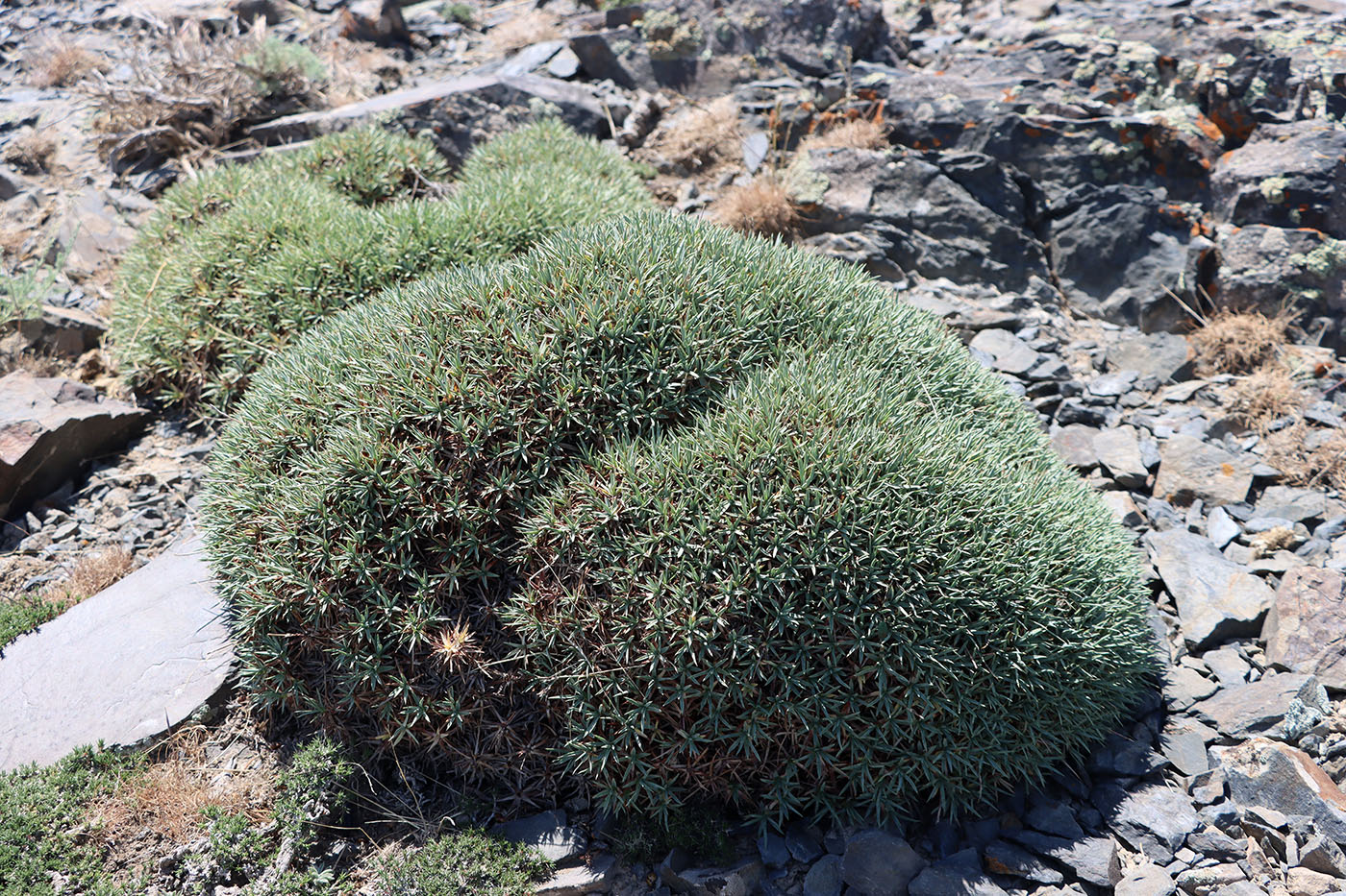 Image of Acantholimon tataricum specimen.