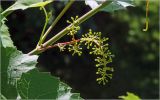 Vitis × alexanderi. Формирующееся соплодие. Московская обл., Раменский р-н, окр. дер. Хрипань, садовый участок. 21.06.2026.