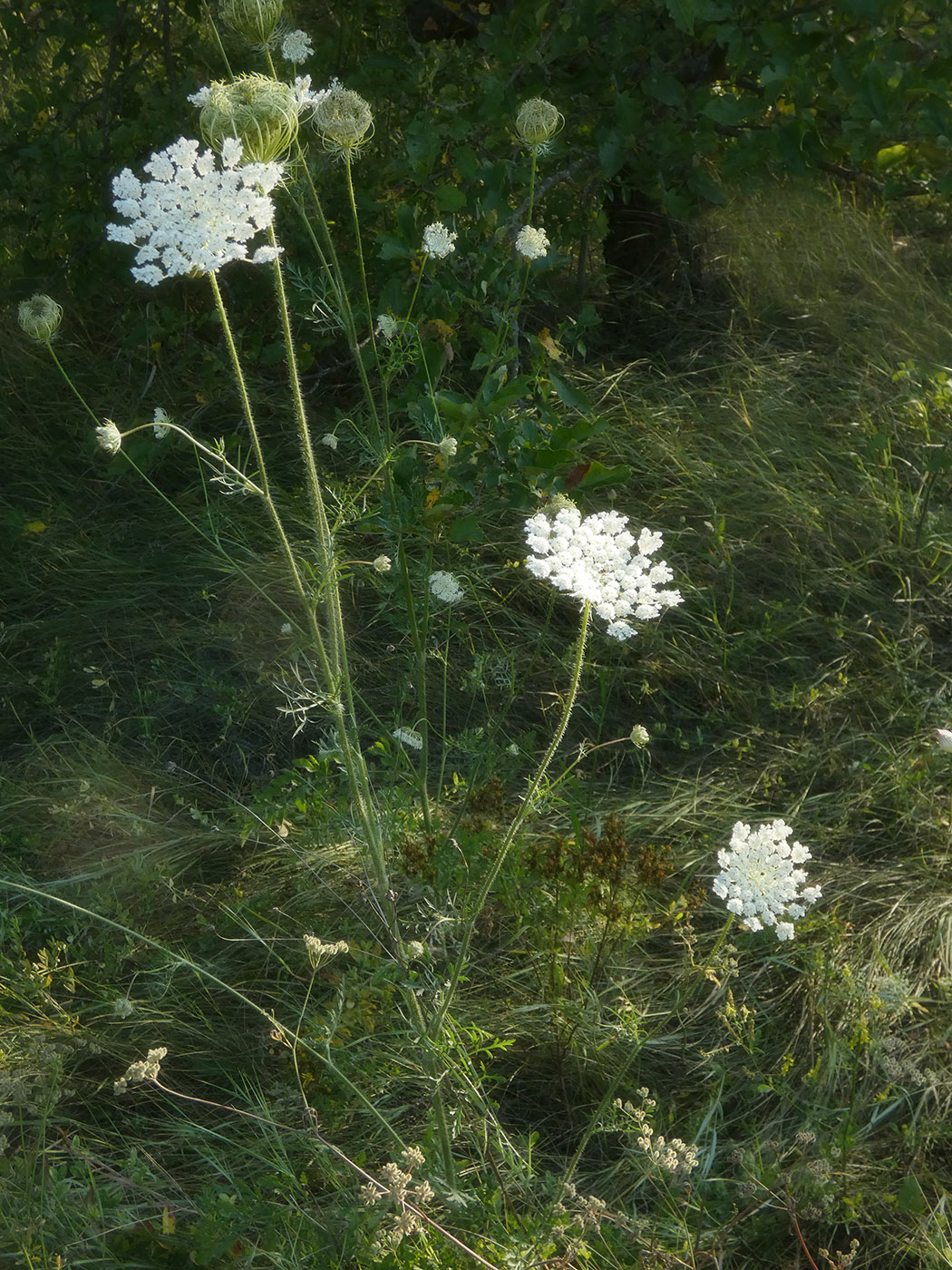 Image of Daucus carota specimen.