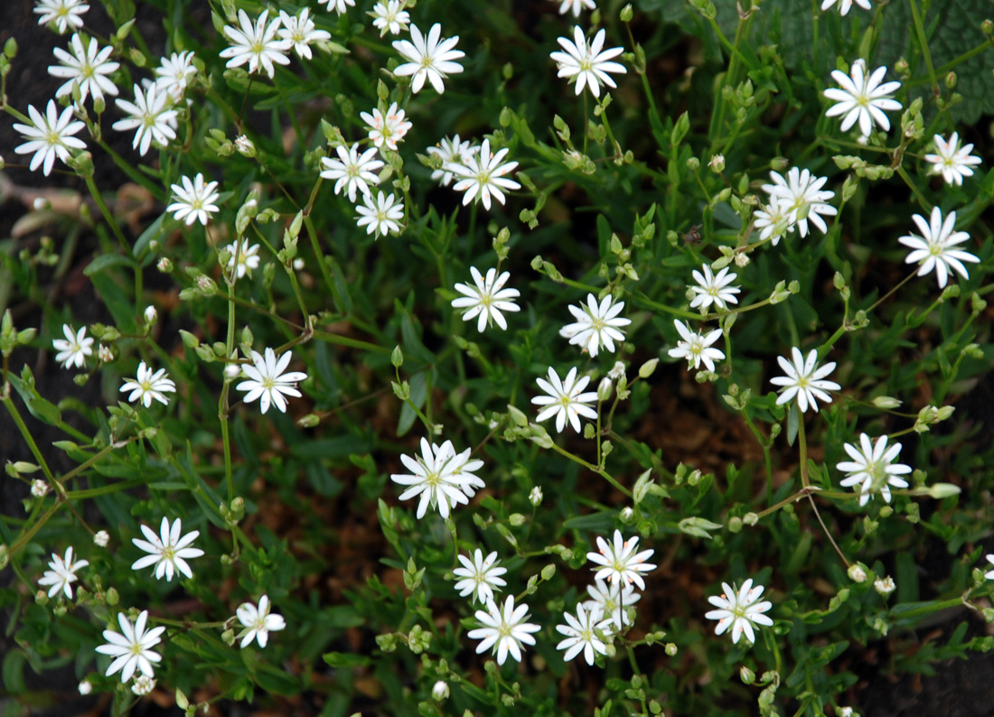 Image of Stellaria hippoctona specimen.